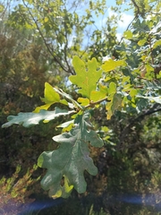 Quercus orocantabrica