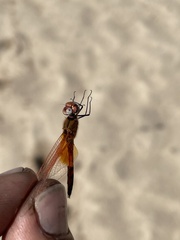 Trithemis imitata