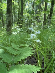 Pyrola elliptica