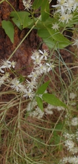 Clematis flammula