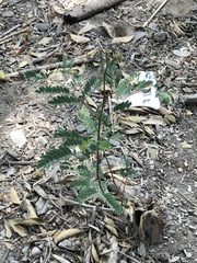 Mimosa malacophylla