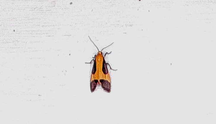 Pictured Lichen Moth