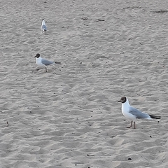 Chroicocephalus ridibundus