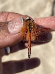 Trithemis imitata
