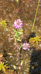 Polygala brevifolia