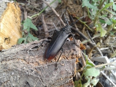 Cerambyx cerdo