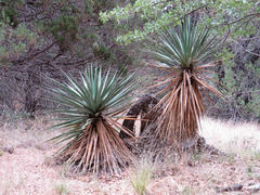 Yucca schottii