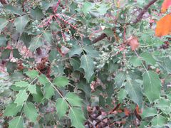Berberis wilcoxii