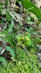 Passiflora sexocellata