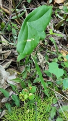 Passiflora sexocellata