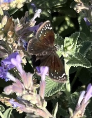 Pholisora