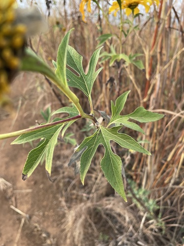 Tithonia image