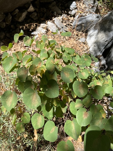 Cercis occidentalis