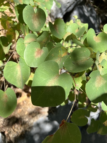 Cercis occidentalis