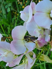 Megachile ericetorum