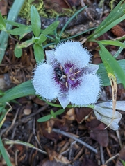 Calochortus elegans
