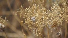 Xeropicta derbentina