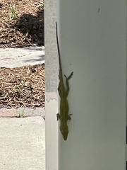 Anolis carolinensis