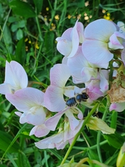 Megachile ericetorum