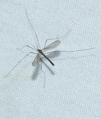 Dicranota bimaculata