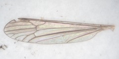 Dicranota bimaculata