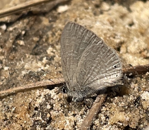 Dusky Blue
