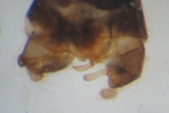 Dicranota bimaculata