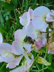 Megachile ericetorum