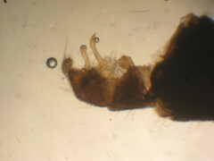 Dicranota bimaculata