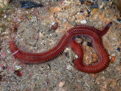 Leodice torquata