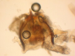Dicranota bimaculata
