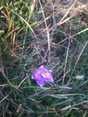 Campanula herminii