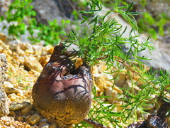 Cissus tuberosa
