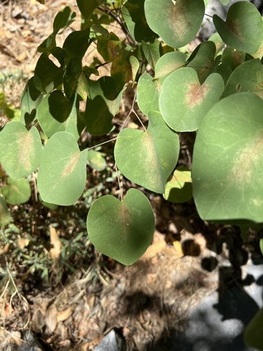 Cercis occidentalis