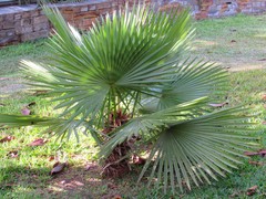 Trithrinax brasiliensis