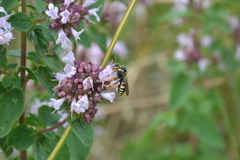 Nomada rufipes