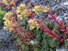 Sedum oregonense