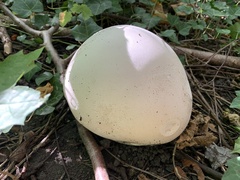 Calvatia gigantea