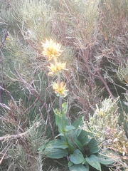 Gentiana lutea aurantiaca