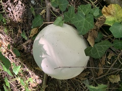 Calvatia gigantea