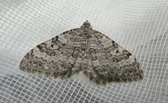 Xanthorhoe macdunnoughi