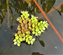 Salvinia cucullata