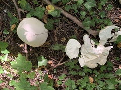 Calvatia gigantea