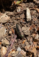 Dicerca berolinensis