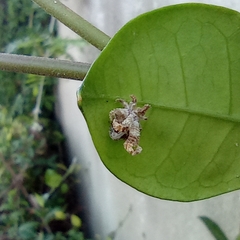 Ricania speculum