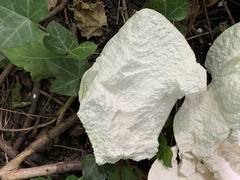 Calvatia gigantea