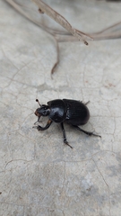Ceratotrupes