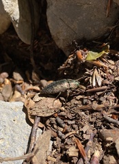 Dicerca berolinensis