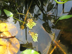 Salvinia cucullata