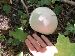 Calvatia gigantea